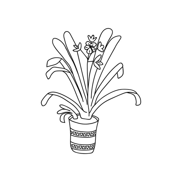 Με το ένα χέρι ζωγραφισμένη αμαρυλλίδα. Εικονογράφηση φορέα Doodles. Στοιχεία διακόσμησης σπιτιού, φυτό εσωτερικού χώρου - Διάνυσμα, εικόνα