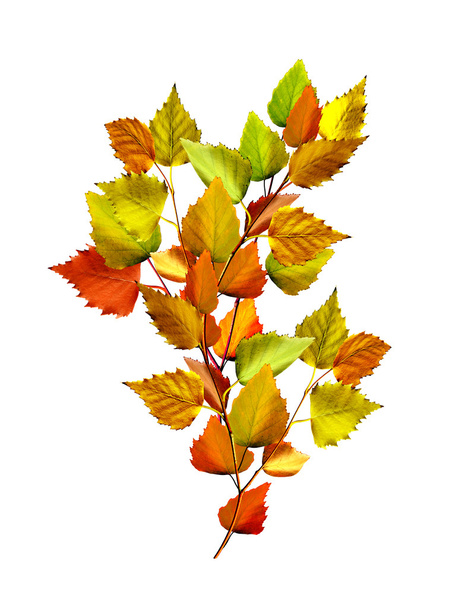 autumn leaves of birch isolated on white background - Zdjęcie, obraz
