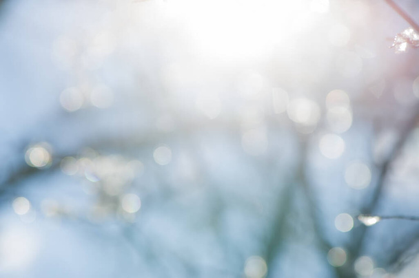 Blurred background, light on plants on a sunny day. Background for design. - Foto, Imagen
