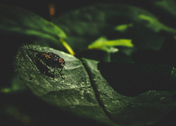 a closeup shot of a bug on a green leaf - Foto, afbeelding