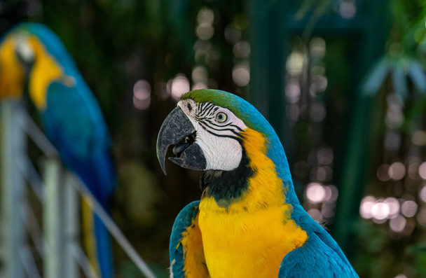beautiful parrot in the park - Фото, изображение