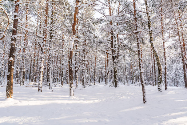 Dennenbos in de winter (Polen)) - Foto, afbeelding
