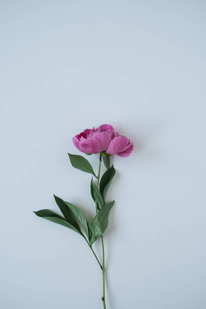 Pink peony flower on blue background - Фото, изображение
