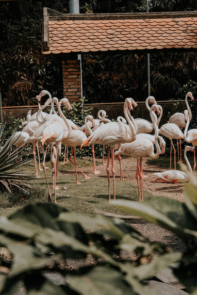 beautiful flamingos in the park - Foto, imagen
