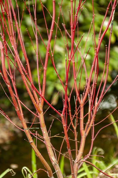 Acer Palmatum 'Sango Kaku' a deciduous ornamental shrub plant of Japan grown popular for its red bark in winter and commonly known as Coral bark Maple, stock photo image - Foto, Bild