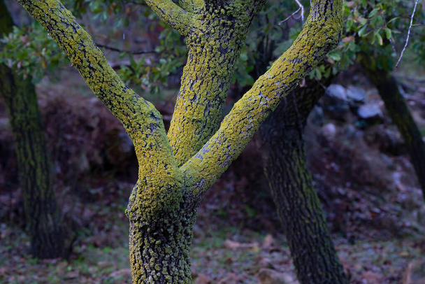 Parches de musgo en un tronco de árbol húmedo en invierno. - Foto, imagen