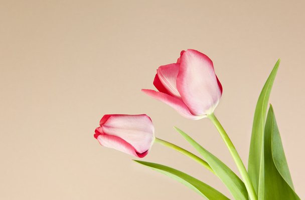 tulipanes en primavera - Foto, imagen