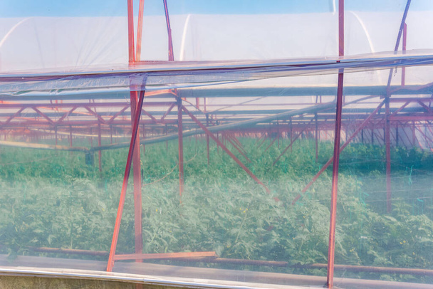 translucent plastic wall of large industrial polytunnel with growing vegetable seedlings - Foto, Imagem
