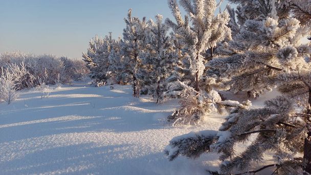 Russia. Kemerovo region - Kuzbass. Kuznetsk Alatau. Frost-covered trees illuminated by the evening sunset sun on the snow-covered bank of the Uskat River. - Zdjęcie, obraz