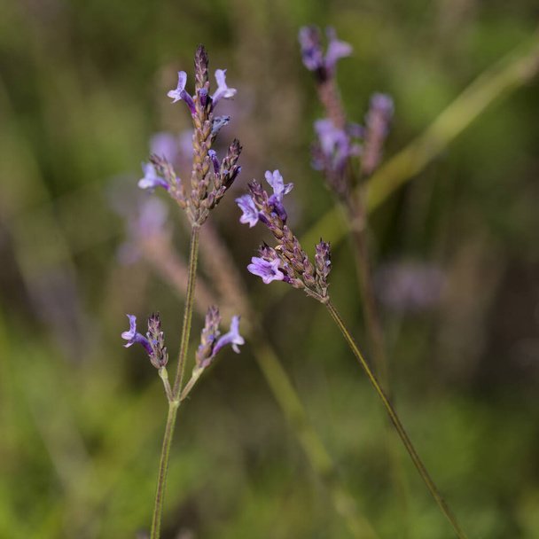 Flora of Gran Canaria - Canarian lavender, Lavandula canariensis, natural macro floral background - Фото, изображение
