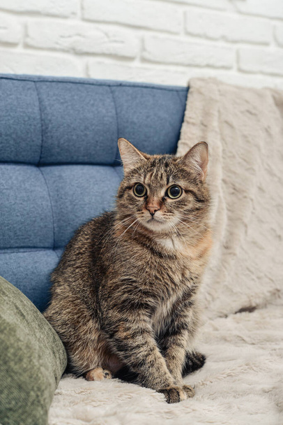 The cute cat is sitting on the sofa  in living room closeup - Fotoğraf, Görsel