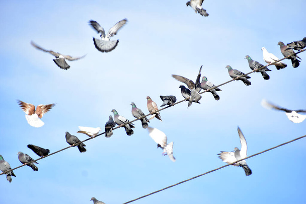 The picture shows a large flock of wild pigeons resting on electrical wires high above the ground. Individual individuals circle into the air. - Foto, Imagem