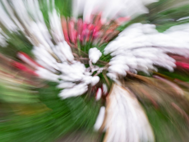 Colmar, Γαλλία - 28 Δεκεμβρίου 2021: Χριστουγεννιάτικη διακόσμηση λουλουδιών και πεύκου με σκόπιμη κίνηση φωτογραφικής μηχανής - Φωτογραφία, εικόνα