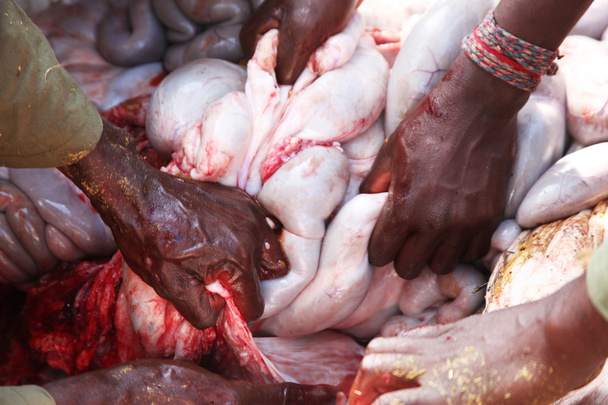 Hands of black people take out the entrails and guts Buffalo, Руки и кишки - Photo, Image