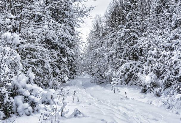 Snow-covered winter forest in the Leningrad region in the month of December.  - Φωτογραφία, εικόνα