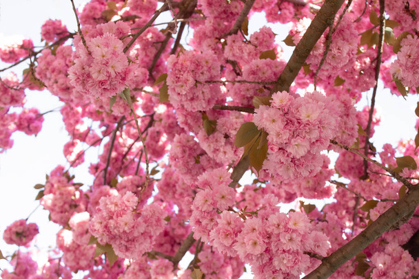 Beautiful blooming sakura tree - pink blossom on sakura tree branch. Spring blossom background, springtime concept - Photo, Image