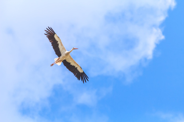 Flying White Stork on vivid blue sky background - Photo, Image