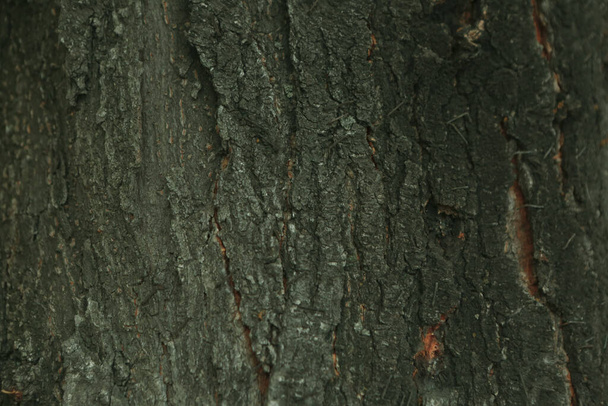 Embossed texture of the brown bark of a tree - Photo, Image