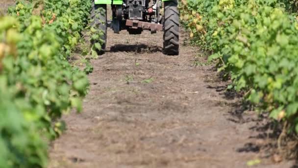 Mini tractor in a currant field, agriculture - Footage, Video