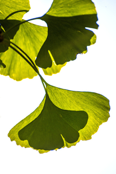 Ginkgo leaves at a tree - Photo, Image