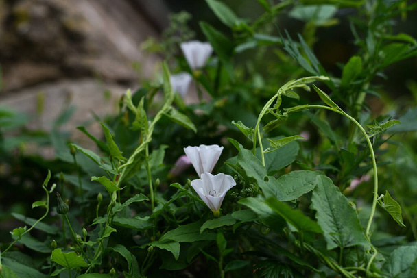 Field bindweed with white delicate flowers and curly stems against a blurred background of its own fresh greenery and a gray base of a stone wall in the soft light of a summer day with light clouds. - Foto, Imagen