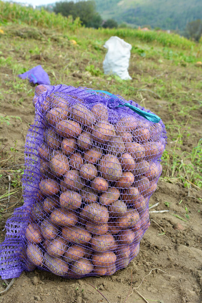 Картоплю збирають в сітках на фермі
 - Фото, зображення