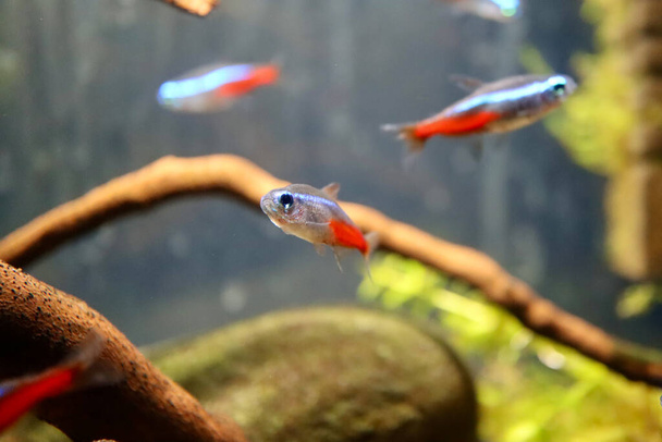 Neon tetra fish - Photo, Image