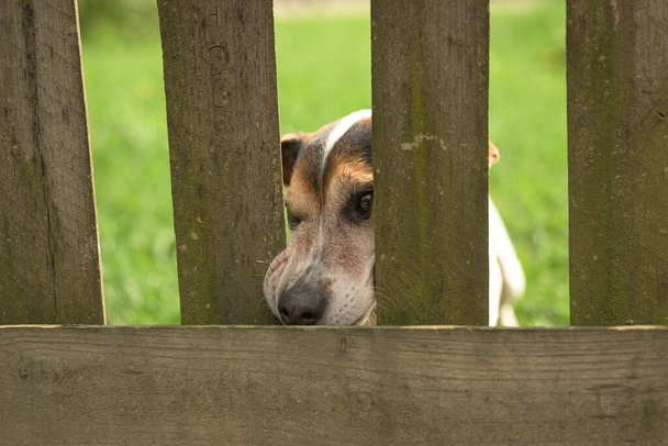 Pequeno Jack Russell Terrier, 12 anos. Doggie aperta o nariz através da abertura da cerca - Foto, Imagem