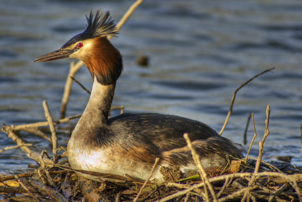 Great crested grebe 3 - Photo, Image