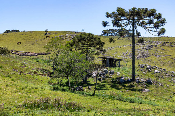 Araucaria trees with rocks and small wood building in farm field, Cambara do Sul, Rio Grande do Sul, Brazil - Foto, imagen