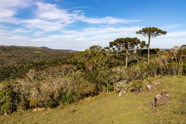 Araucaria forest and rocks, Cambara do Sul, Rio Grande do Sul, Brazil - Photo, Image