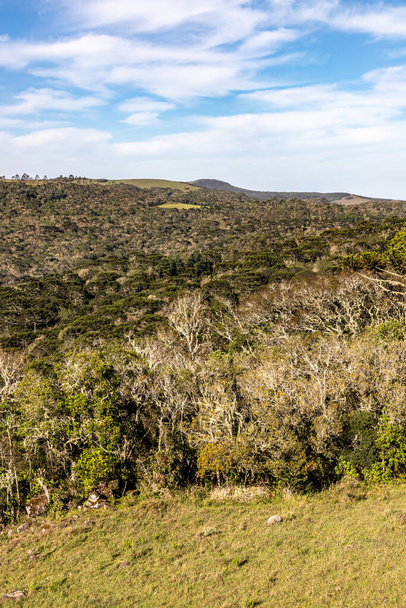 Araucaria forest, Cambara do Sul, Rio Grande do Sul, Brazil - Foto, imagen