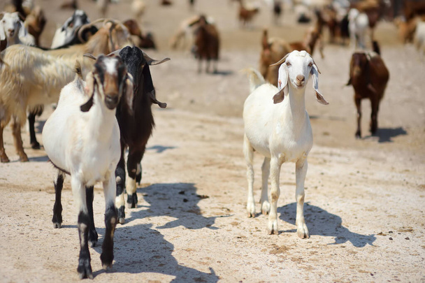 Goats on a farm in Cyprus. Dairy farming. Bio organic healthy food production. Growing livestock is a traditional direction of farming. Animal husbandry - Фото, изображение