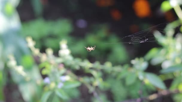 mały pajączek w ogrodzie robi gniazdo rano. Spider web stock footage z naturalnym nieostrym tłem na podwórku. - Materiał filmowy, wideo
