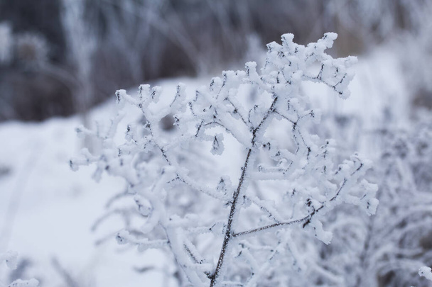 Dried plants covered with snow. Frost on dry grass. Close-up. - Foto, afbeelding
