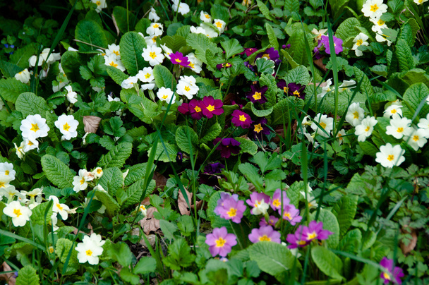 Primula colorata
 - Foto, immagini