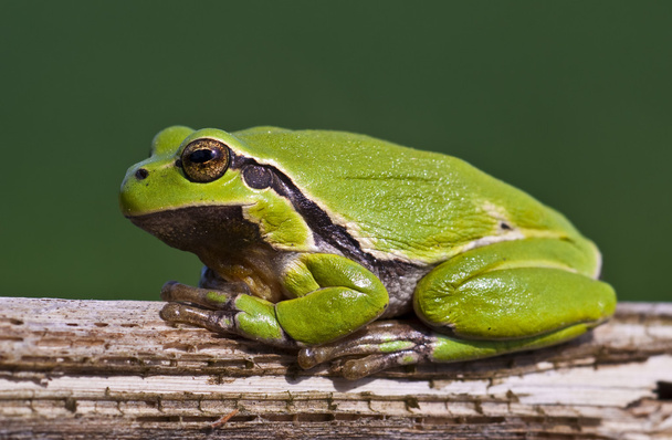 Tree Frog 2 - Photo, Image