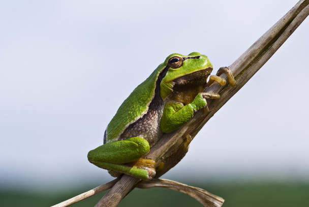 Tree Frog 1 - Photo, Image
