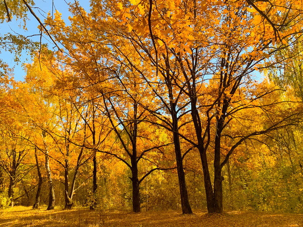 Autumn forest landscape. Warm and sunny day - Valokuva, kuva