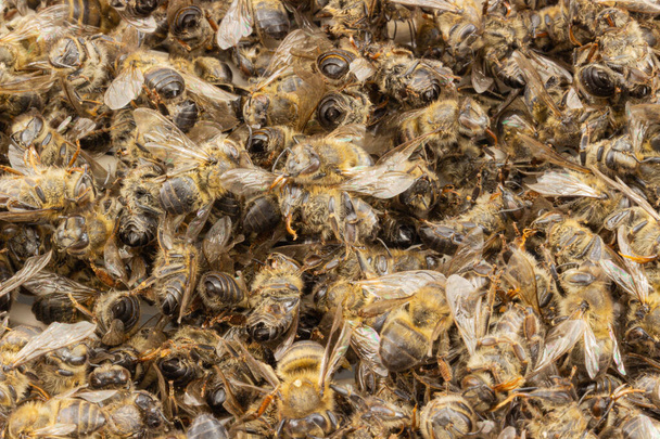 Νεκρές μέλισσες μετά το χειμώνα. Κοντινές ξηρές νεκρές μέλισσες. Χρησιμοποιούνται στην απιθεραπεία. Χρήση μελισσών και προϊόντων μελισσών για ιατρικούς σκοπούς. - Φωτογραφία, εικόνα