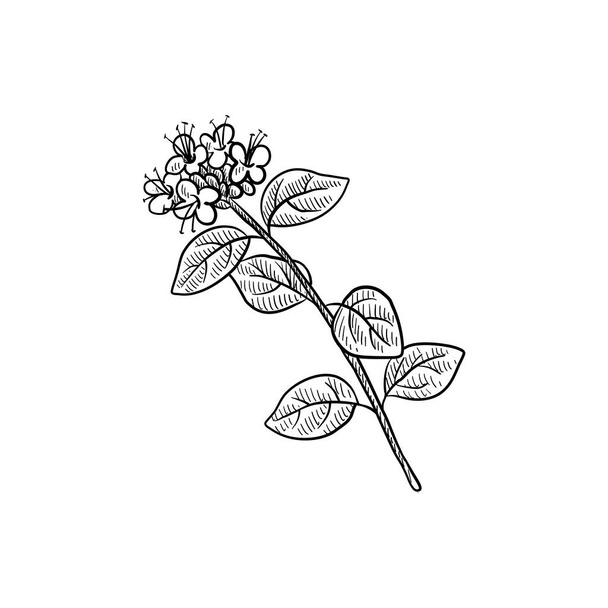 vector drawing plant of marjoram - Vektor, Bild