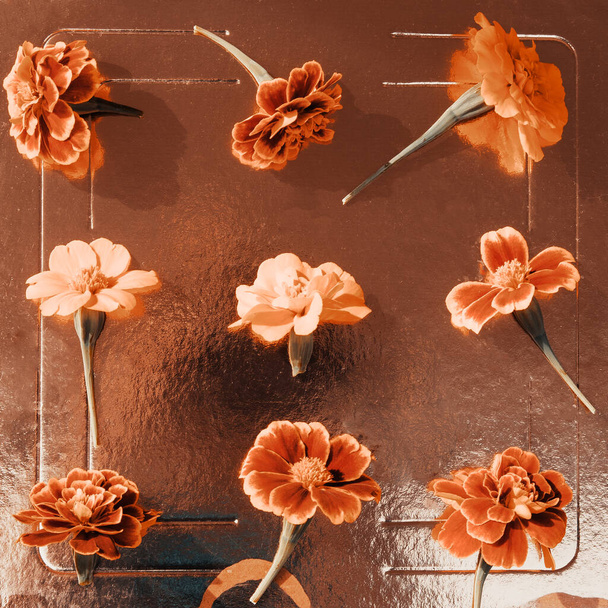 Λουλούδια Marigolds, Γραμμές με επένδυση, Golden Background, Sunlight, Ιατρικά Βότανα, Top View - Φωτογραφία, εικόνα