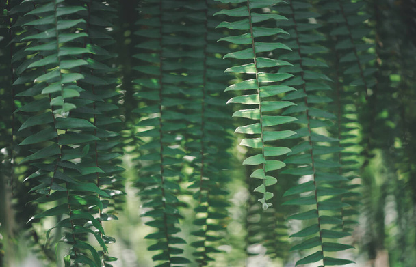 Nephrolepid sp, fern in garden, vintage tone and nature background concept - Photo, Image