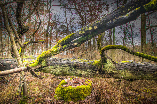 緑の苔で覆われた森の倒木 - 写真・画像