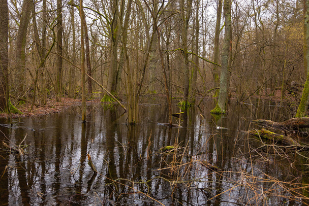 Swamps in the Kampinos National Park. Misty winter day. Masovian Voivodeship, Poland. - Zdjęcie, obraz