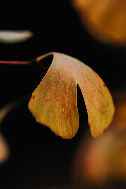 A closeup shot of a yellow dried leaf - Фото, зображення