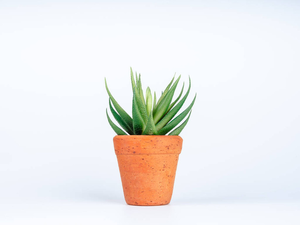 Green succulent or aloe vera plant in small round terra cotta pot isolated on white background. - Fotó, kép