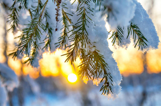 Snow-covered tree branch at sunset - Foto, afbeelding