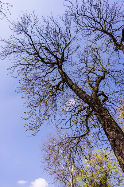 A vertical shot of bare trees and blue sky - Fotoğraf, Görsel