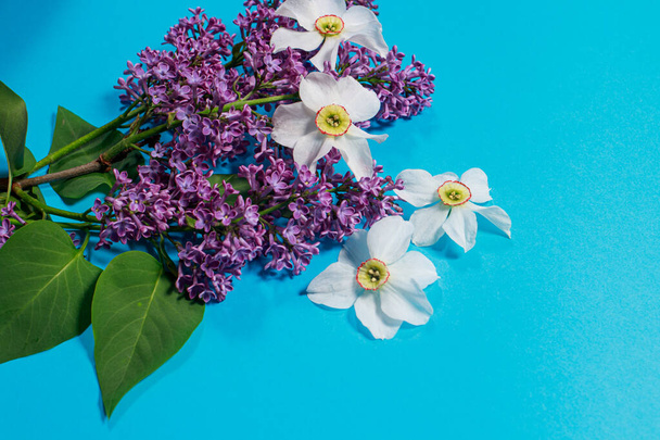 Kaunis haara lila ja daffodil kukkia sinisellä pohjalla postikortti tai keväällä myyntiin. Kopioi tilaa teksti. - Valokuva, kuva